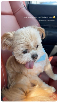 mcgowan mortgages dog photo